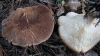 Leucopaxillus gentianeus (Quél.) Kotl. 1966