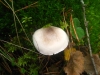 Limacella grisea Singer 1989