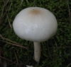 Limacella illinita (Fr.) Maire 1933