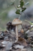Limacella illinita (Fr.) Maire 1933