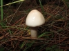 Limacella illinita (Fr.) Maire 1933