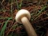 Limacella illinita (Fr.) Maire 1933