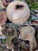 Lycoperdon excipuliforme (Scop.) Pers. 1801