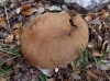 Lycoperdon molle Pers. 1801 Lycoperdon molle Pers. 1801