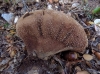 Lycoperdon molle Pers. 1801 Lycoperdon molle Pers. 1801