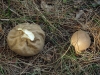 Lycoperdon molle Pers. 1801 Lycoperdon molle Pers. 1801