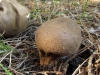 Lycoperdon molle Pers. 1801 Lycoperdon molle Pers. 1801