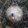 Lycoperdon perlatum Pers. 1796