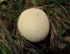 Lycoperdon molle Pers. 1801 Lycoperdon molle Pers. 1801