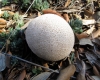 Lycoperdon molle Pers. 1801 Lycoperdon molle Pers. 1801