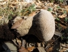 Lycoperdon molle Pers. 1801 Lycoperdon molle Pers. 1801