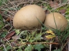 Lycoperdon molle Pers. 1801 Lycoperdon molle Pers. 1801