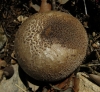 Lycoperdon sp.