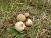 Lycoperdon sp.