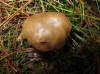 Lyophyllum sp