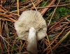 Lyophyllum sp