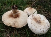 Macrolepiota excoriata (Schaeff.) Wasser 1978