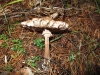 Macrolepiota procera (Scop.) Singer 1948