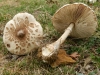 Macrolepiota excoriata (Schaeff.) M.M. Moser 1955