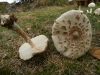 Macrolepiota excoriata (Schaeff.) M.M. Moser 1955
