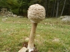 Macrolepiota procera (Scop.) Singer (1948)