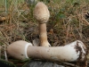 Macrolepiota procera (Scop.) Singer (1948)
