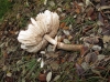Macrolepiota procera (Scop.) Singer (1948)