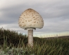 Macrolepiota procera (Scop.) Singer (1948)