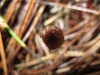 Marasmius rotula (Scop.) Fr. 1838