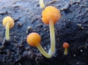 Mycena acicula (Schaeff.) P. Kumm. 1871