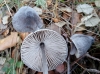 Mycena polygramma (Bull.) Gray 1821