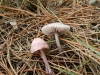 Mycena rosea Gramberg 1912