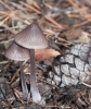 Mycena seynii Qul. 1877