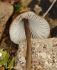Mycena sp