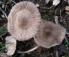 Mycena sp.