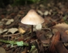 Mycena sp.