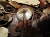 Mycena sp.