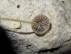 Mycena sp.