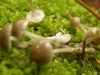 Mycena vulgaris (Pers.) P. Kumm. 1871