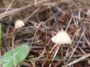 Mycena vulgaris (Pers.) P. Kumm. 1871