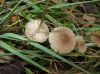 Mycena cf. metata (Secr. ex Fr.) P. Kumm. 1871