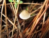 Mycena cf. metata (Secr. ex Fr.) P. Kumm. 1871