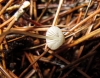 Mycena cf. metata (Secr. ex Fr.) P. Kumm. 1871