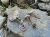 Mycena pura (Pers.) P. Kumm. 1871