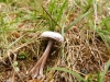 Mycena pura (Pers.) P. Kumm. 1871