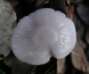 Mycena pura (Pers.) P. Kumm. 1871