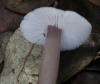 Mycena pura (Pers.) P. Kumm. 1871