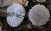 Mycena pura (Pers.) P. Kumm. 1871