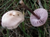 Mycena pura (Pers.) P. Kumm. 1871
