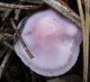 Mycena pura (Pers.) P. Kumm. 1871